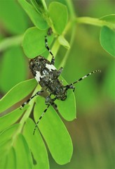 Aegomorphus quadrigibbus