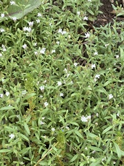 Chaenorhinum