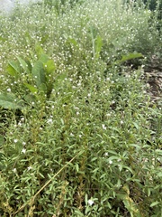 Chaenorhinum
