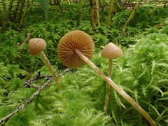 Galerina paludosa