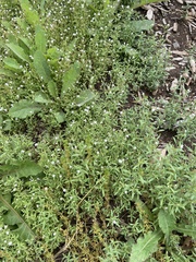 Chaenorhinum