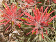 Castilleja scabrida