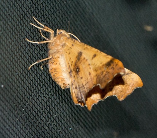 Maple Spanworm Moth
