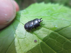 Hololepta