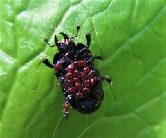 Hololepta