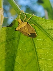 Euschistus acuminatus