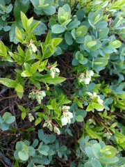 Vaccinium boreale