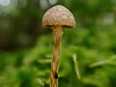 Galerina paludosa
