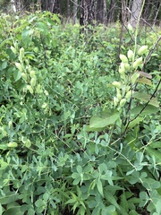 Baptisia australis aberrans