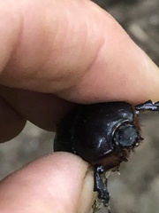 Xyloryctes jamaicensis