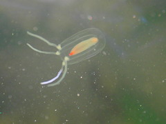 Euphysa