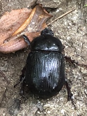 Xyloryctes jamaicensis