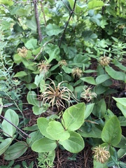 Clematis ochroleuca