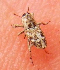 Cylindrocopturus adspersus