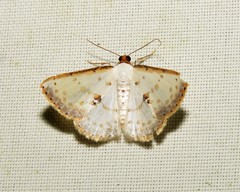 Berberodes conchylata