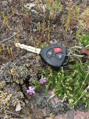 Phlox caespitosa
