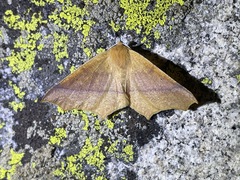 Tetracis cervinaria