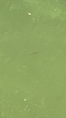 Lepisosteus osseus