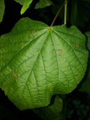 Didymomyia tiliacea