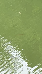 Lepisosteus osseus