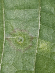 Didymomyia tiliacea