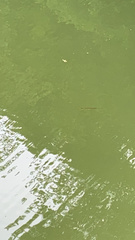 Lepisosteus osseus