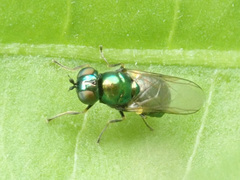 Microchrysa polita