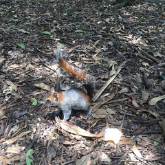 Sciurus aureogaster