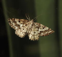 Eufidonia discospilata