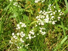 Eremogone longifolia