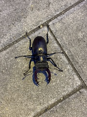 Lucanus cervus