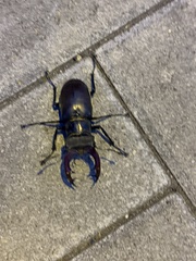 Lucanus cervus