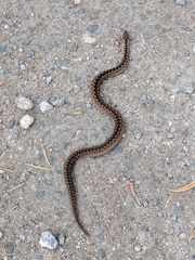 Vipera berus berus