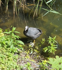 Fulica atra