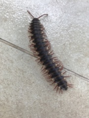 Chelodesmidae
