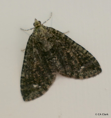 Hydriomena albifasciata
