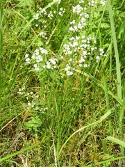 Eremogone longifolia