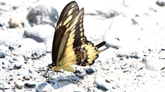 Heraclides ornythion