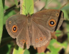 Brakefieldia perspicua perspicua