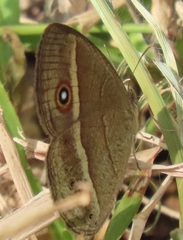 Brakefieldia perspicua perspicua