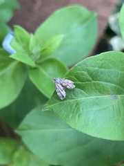 Anthophila fabriciana