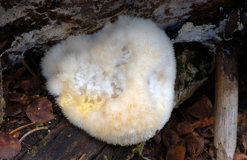 Postia ptychogaster image