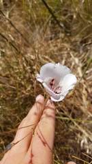 Calochortus argillosus
