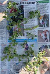Crotalaria lotoides