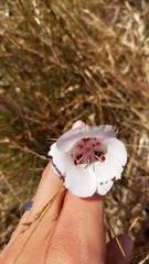 Calochortus argillosus