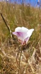 Calochortus argillosus