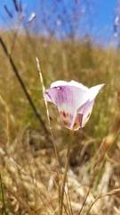 Calochortus argillosus