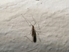 Erioptera caliptera