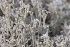 Cerastium candidissimum