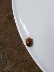 Deloyala guttata